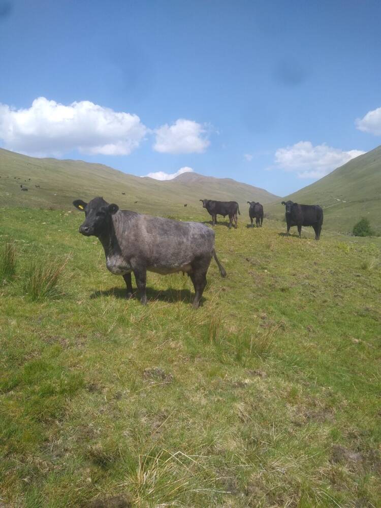 Sruc Kirkton Farm Beef Shorthorn Cattle Society